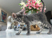 Beautiful Blue Female Bengal Kittens - TICA Reg - Ready Now!