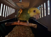 Double Yellow Headed Amazon parrot