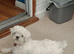 EXQUISITE FIVE-STAR TOY MINIATURE KOREAN MALTESE PUPPIES
