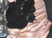 3 beautiful kittens