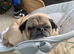 Male pug