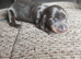 Dash hound puppies