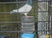 Pakistani pigeon for sale