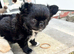Kc long coat chihuahua