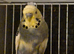 Adult Budgies