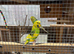 Budgies for sale