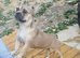 French bulldog Cross terrier