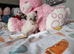 Beautiful Ragdoll type kittens HCM and PKD clear