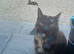 Kittens for sale