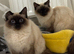 Stunning ragdolls