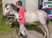 Adorable 2yr old filly