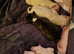 7 beautiful long-legged staffie pups