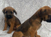 Border-terrier pups reddy to go