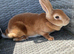Mini Rex