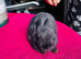 Netherland dwarf