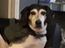 Trail hound 8year old