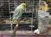Very young budgies available &pound;30 each only out the nest box 2 left