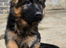 German shepherd puppies