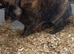 Male Rex for sale