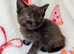 British Blue x kittens, flead/wormed/litter trained/socialised/ From £80