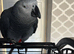 African Grey
