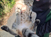 Beautiful mix cat