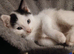 Male white kitten with black ears & tail