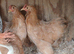 Quartet of pekins