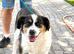 FLO - Loving Medium-Sized Collie Shepherd Cross for Adoption