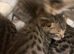 Stunning brown spot kittens