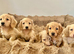 Adorable mini long haired dachshund puppies