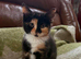 British Shorthair x Calico cross kittens