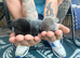 Mini lop rabbits
