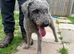 Bedlington terrier