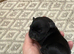 Beautiful frenchie/ cocker spaniel puppies for sale