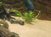 Jack dempsey cichlid