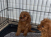 Cavapoo puppies