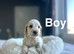 Kikki stunning litter now 8 weeks and ready to leave