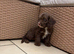 Chocolate cavapoos