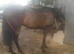 ! 3 horses for sale !