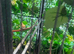 Breeding pairs