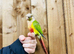 Pineapple conures