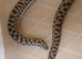female tartar sand boa