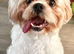 Female shihtzu for sale