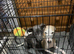 Grey blue mixed breed bitch