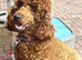 One girl available Maltipoo