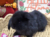 French Lop Babies for reserve