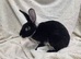 Litter of female mini rex