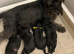 Miniature schnauzer k c reg