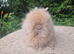 Stunning Teddydwerg babies for sale- parents imported